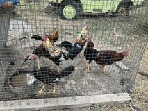 free roosters in Fort Leonard Wood, Missouri