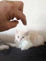 AMAZING BRITISH LONGHAIR Kitten s. 4 Males in Ramstein, Germany