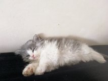 AMAZING BRITISH LONGHAIR Kitten s. 4 Males in Ramstein, Germany