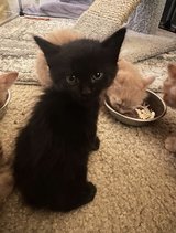 Adoptable Kittens Looking For Homes in Vacaville, California