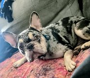 Merle mail Frenchie in Fort Polk, Louisiana