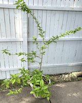 Chinese Hibiscus - Large live potted house Plant in Orland Park, Illinois