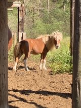stallion in Fort Polk, Louisiana