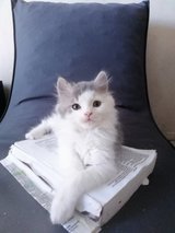 AMAZING BRITISH LONGHAIR Kitten s. 4 Males in Ramstein, Germany