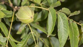 Need branches took to dump in Alamogordo, New Mexico