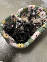 Shih tzu Puppies in Fort Campbell, Kentucky