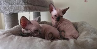 Adorable Sphynx Kittens – 1 Male & 1 Female in Tacoma, Washington