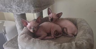 Lovely adorable Sphynx Kittens – 1 Male & 1 Female in Tacoma, Washington