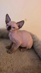 Playful Adorable Sphynx Kittens – 1 Male & 1 Female in Tacoma, Washington