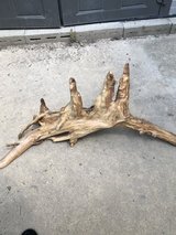 Cypress knee root in Fort Polk, Louisiana