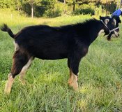 ADGA Lamancha Goat in Kingwood, Texas
