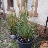 Very big flower for outside in Ramstein, Germany