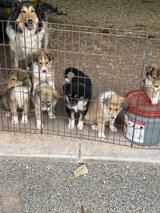 Old Fashioned Farm Collies in Alamogordo, New Mexico