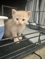 Adoptable Kittens Looking For Homes in Travis AFB, California