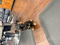 French bulldog in Camp Pendleton, California