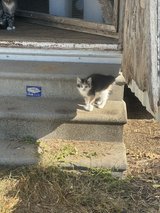 kittens in Fort Polk, Louisiana