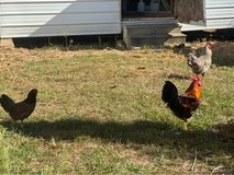 chickens in Fort Polk, Louisiana