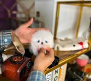 Beautiful small size Pomeranian puppy in 29 Palms, California