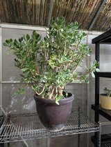 Jade Tree in Alamogordo, New Mexico