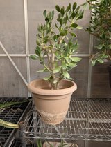 Jade Tree in Alamogordo, New Mexico