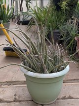 Aloe Vera Plant in Alamogordo, New Mexico