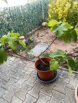 fig tree in Ramstein, Germany