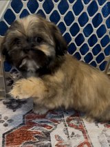 Shih tzu Puppies in Fort Campbell, Kentucky