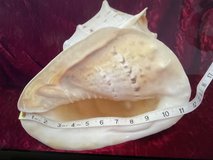 Giant 11-Inch Horned Helmet Conch Shell in Macon, Georgia