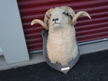 Taxidermy Ram in Aurora, Illinois