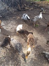 late summer ducklings in Alamogordo, New Mexico