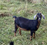 Mini Nubian in Houston, Texas