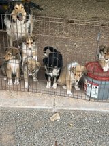 Old Fashioned Farm Collies $ Free to Good Homes by Sun Valley Farm Collies in Tularosa call 575-... in Alamogordo, New Mexico