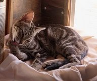 1 yr. Old Tabby F Cat in Yucca Valley, California