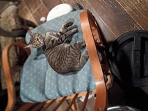 1 1/2yr F tabby cat needs home in Yucca Valley, California