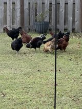 Hens and Roosters in Camp Lejeune, North Carolina