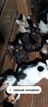 2 female black teen cats 4 rehoming in Yucca Valley, California