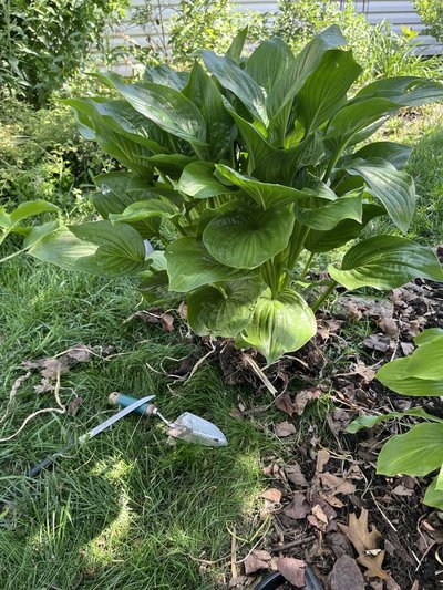 Hosta Large in Chicago