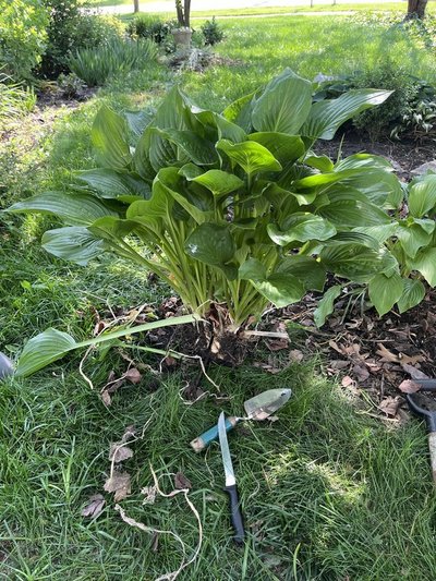 Hosta Large in Chicago