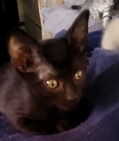 6 black kittens looking for ranch home in Yucca Valley