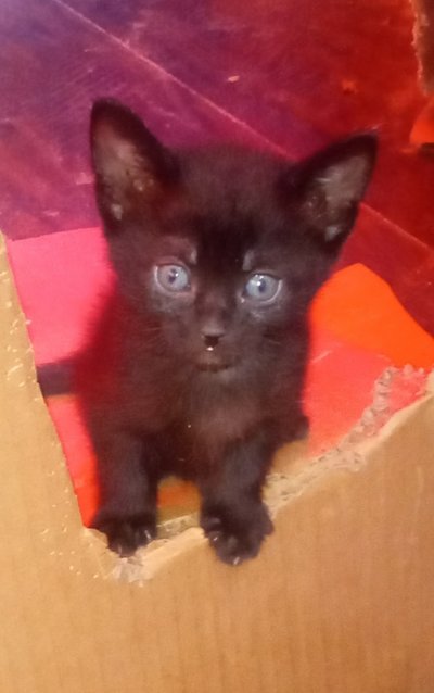 6 black kittens looking for ranch home in Yucca Valley
