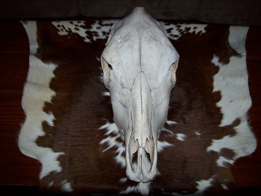 Cow Skulls For Western Art or Rock Garden in Rolla
