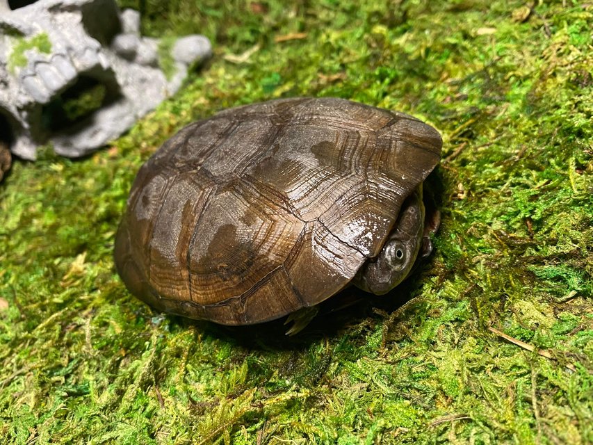 African side necks Pets for sale on Lejeune bookoo!