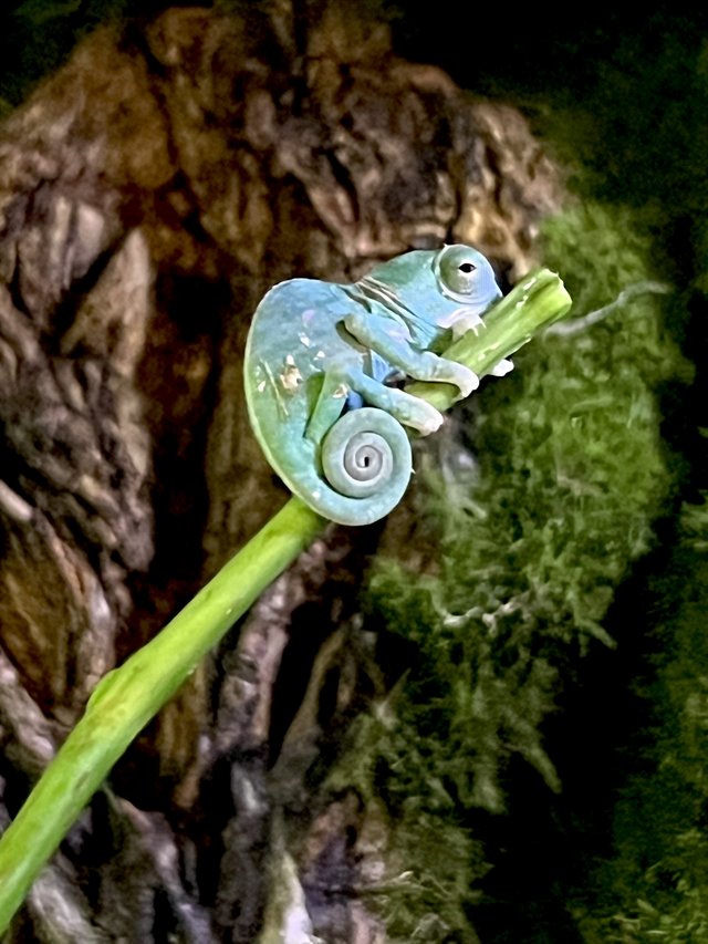 Baby Veiled Chameleons Pets Adoption for sale on Okinawa bookoo!
