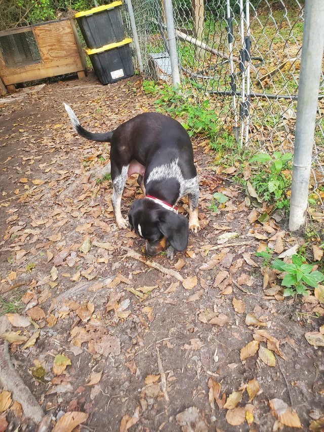 AKC Beagles Pets Adoption for sale on Lejeune bookoo!