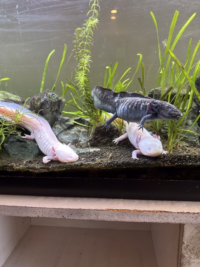 55 gallon freshwater tank Pets for sale on Okinawa bookoo!