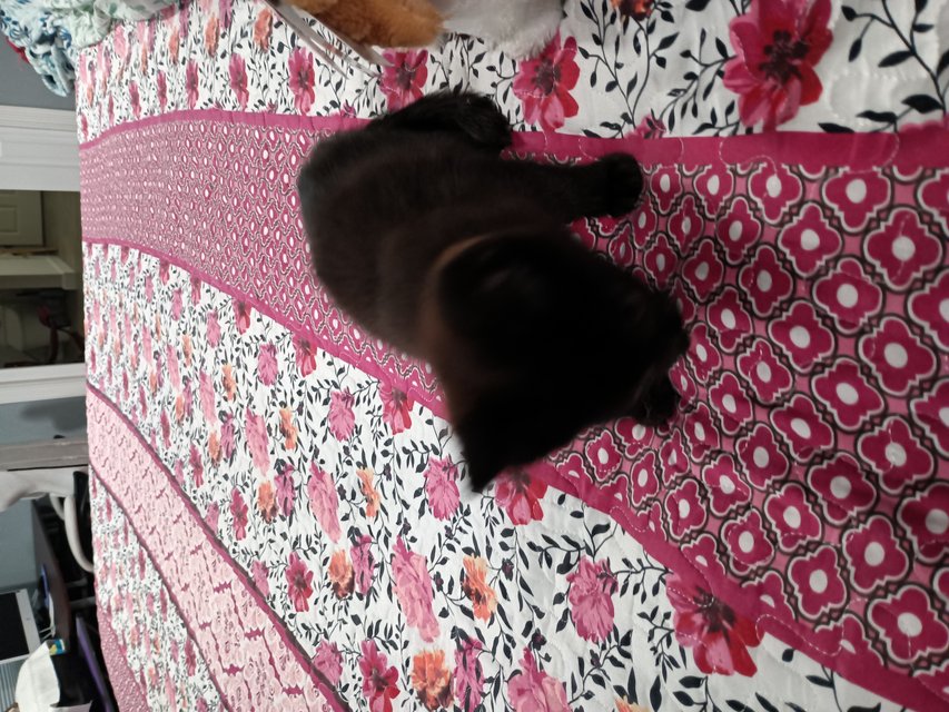 Free Kittens Pets for sale on Lejeune bookoo!