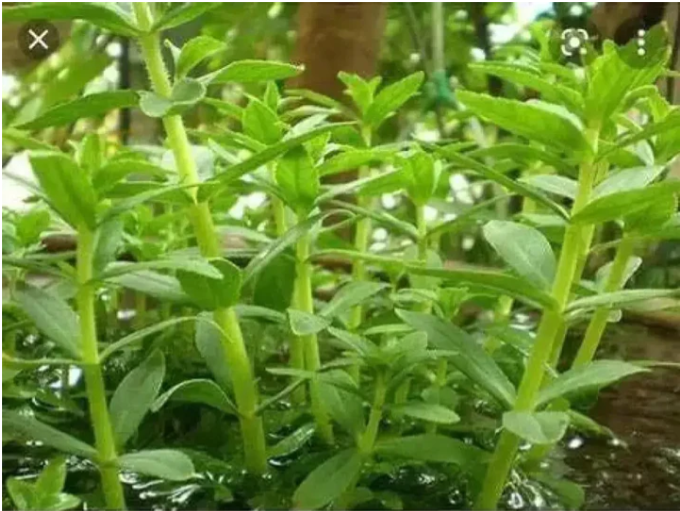 Limnophila Aromatica Seeds Rice Paddy Herb Seeds Rau NGO Om Seeds in Belleville