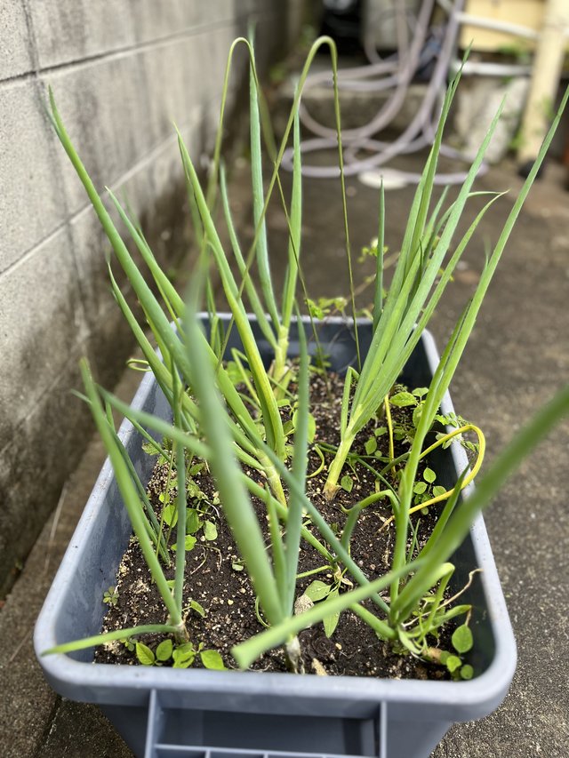 Green onions in Okinawa
