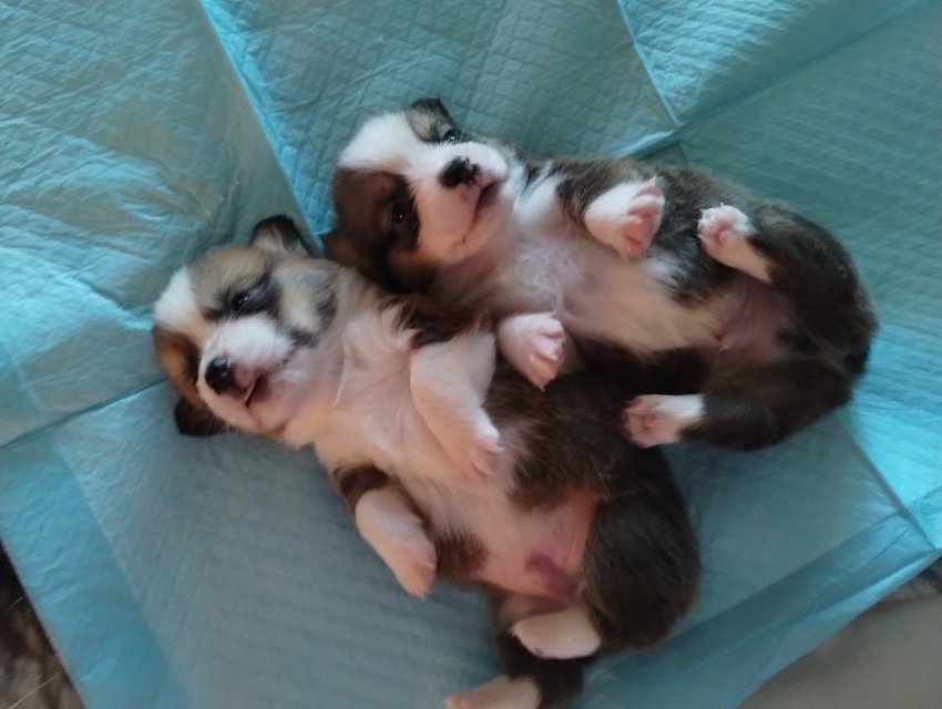 Welsh corgi pups in Camp Pendleton