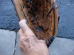 WILSON ELITE BALL GLOVE in Kaneohe Bay